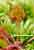 Rundblättriger Sonnentau - Drosera rotundifolia - Round-leaved Sundew