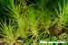 Taublatt - Drosophyllum luisitanicum - Portuguese Sundew
