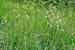 Echte Stendelwurz - Epipactis palustris - Marsh Helleborine