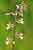 Echte Sumpfwurz - Epipactis palustris - Marsh Helleborine
