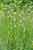 Echte Sumpfwurz - Epipactis palustris - Marsh Helleborine