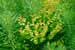 Euphorbia cyparissias - Zypressen Wolfsmilch - Cypress Spurge Foto