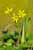 Mandarinlilie - Lilium henryi - Henry´s Lily