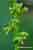 Zweiblättriger Grünstendel - Gennaria diphylla - Two-leaved Gennaria