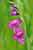 Gladiolus palustris - Sumpf Siegwurz Sumpfgladiole - Foto