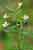 Gottesgnadenkraut - Gratiola officinalis - Hedge Hyssop