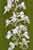Mückenhändelwurz - Gymnadenia conopsea - Common Fragrant Orchid