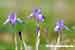 Gynandriris sisyrinchium - Mittagsschwertlilie - Barbary Nut Iris