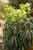 Helleborus occidentalis - Grüne Nieswurz - Green Hellebore