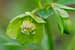 Helleborus viridis - Grüne Nieswurz - Green Hellebore, Baumberge