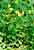 Hypericum elodes - Sumpfhartheu - St Johns Wort Foto