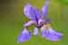 Iris sibirica Siberian Iris - Sibirische Schwertlilie Foto