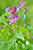 Frühlings Platterbse - Lathyrus vernus - Spring Vetch