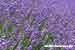 Lavendelfoto - Lavandula angustifolia - Lavender