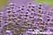Echter Lavendel - Lavandula angustifolia - Lavender Foto