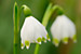 Märzenbecher Blüte Leucojum vernum, Spring Snowflake Bild