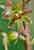 Kleines Zweiblatt - Listera cordata - Lesser Twayblade