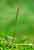 Kleines Zweiblatt - Listera cordata - Lesser Twayblade
