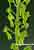 Grosses Zweiblatt - Listera ovata - Common Twayblade
