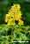 Lysimachia vulgaris - Gewöhnlicher Gilbweiderich Yellow Loosestrife Foto