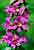 Blutweiderich Blüten - Lythrum salicaria - Purple Loosestrife