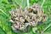 Mandragora officinarum - Alraune - Zauberpflanze Foto, Bild