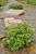 Brunnenkresse - Nasturtium officinale - Watercress
