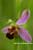 Bienenragwurz - Ophrys apifera - Bee Orchid