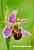 Bienenragwurz - Ophrys apifera friburgensis- Bee Orchid