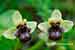 Drohnenragwurz - Ophrys bombyliflora - Bumble Bee Orchid