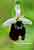 Chestermans Ragwurz - Ophrys chestermanii - Chestermans Bee Orchid