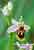 Verschiedenlippige Ragwurz - Ophrys heterochila
