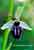 Ophrys incubacea - Schwarze Ragwurz