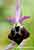 Ophrys morisii - Morisis Ragwurz