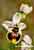 Italienische Wespen Ragwurz, Ophrys neglecta , Italian Sawfly Orchid