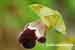 Omega Ragwurz - Ophrys omegaifera 
