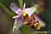 Ophrys picta - Schnepfenragwurz