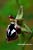 Reinholds Ragwurz - Ophrys reinholdii