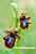 Spiegelragwurz - Ophrys speculum - Mirror Orchid