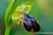 Gezonte Ragwurz - Ophrys zonata