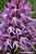 Italienisches Knabenkraut , Orchis italica , Wavey-leaved Monkey Orchid