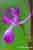 Lockerblütiges Knabenkraut - Orchis laxiflora - Lax-flowered Orchid