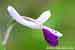 Langsporniges Knabenkraut - Orchis longicornu - Long spurred Orchid