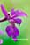 Mannsknabenkraut - Orchis mascula -  Purple Orchid