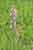 Orchis palustris ssp. robusta / Grosses Sumpfknabenkraut / Robust Orchid