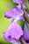 Orchis palustris ssp. robusta / Grosses Sumpfknabenkraut / Robust Orchid