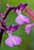 Orchis papilionacea x Orchis longicornu