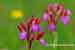 Schmetterlingsknabenkraut - Orchis papilionacea ssp. papilionacea - Butterfly Orchid