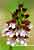 Purpurknabenkraut - Orchis purpurea - Lady Orchid