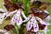 Purpur Knabenkraut - Orchis purpurea - Lady Orchid